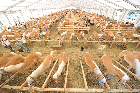 Haflinger Weltausstellung am Fohlenhof in Ebbs im Ferienland Kufstein ©Fotos: Fohlenhof Ebbs / Fotograf: Christian Kapfinger
